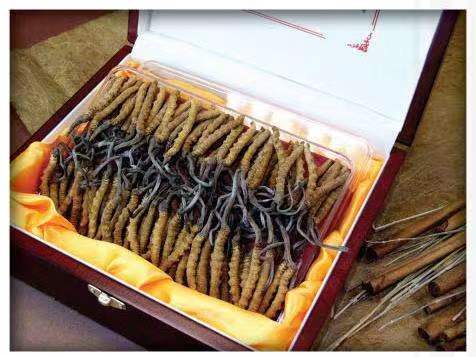 墨脱冬虫夏草回收